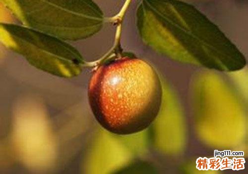 酸枣吃多了有什么坏处