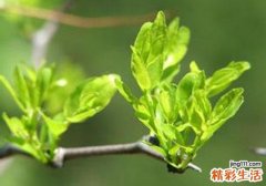 酸枣叶的功效与作用