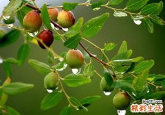 酸枣蜂蜜的功效与作用