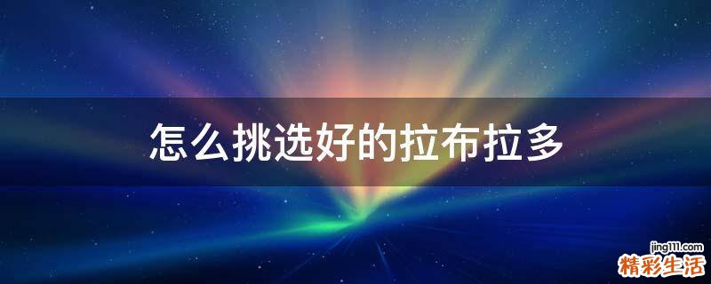 怎么挑选好的拉布拉多