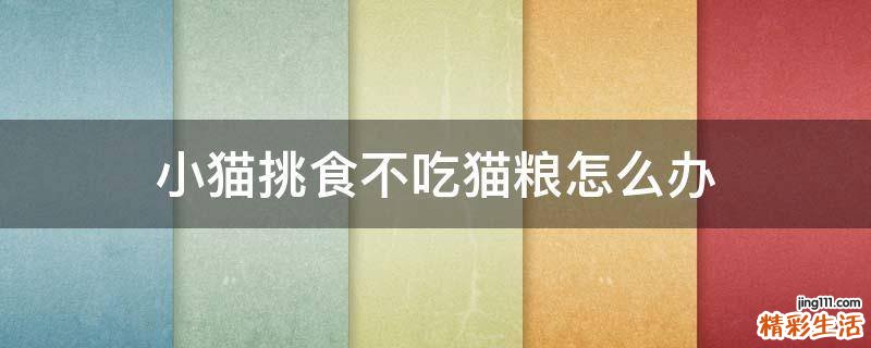 小猫挑食不吃猫粮怎么办