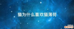 猫为什么喜欢猫薄荷