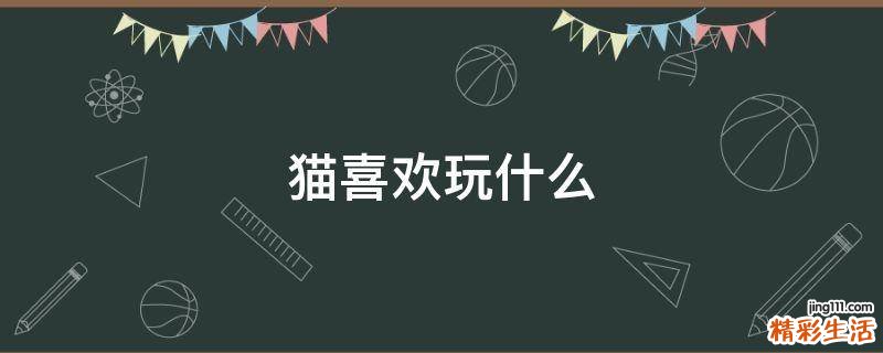 猫喜欢玩什么