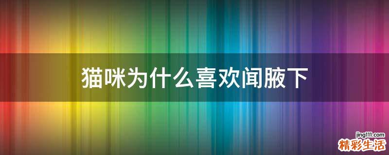 猫咪为什么喜欢闻腋下