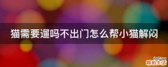 猫需要遛吗不出门怎么帮小猫解闷
