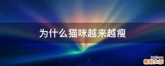 为什么猫咪越来越瘦