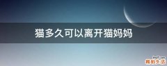 猫多久可以离开猫妈妈