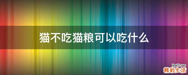 猫不吃猫粮可以吃什么
