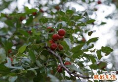 酸枣什么时候成熟 怎么辨别酸枣是否成熟