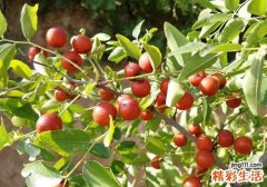 孕妇可以吃酸枣吗 孕妇吃酸枣有什么好处