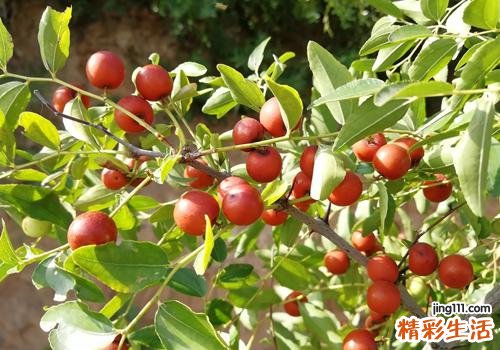 孕妇可以吃酸枣吗 孕妇吃酸枣有什么好处