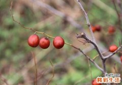 酸枣吃多了会怎样 酸枣一次吃多少合适