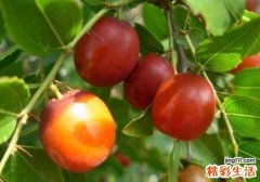 酸枣有什么营养 酸枣吃了有什么功效