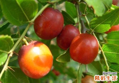 酸枣有什么营养 酸枣吃了有什么功效