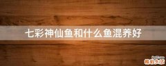 七彩神仙鱼和什么鱼混养好