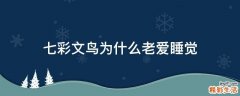 七彩文鸟为什么老爱睡觉