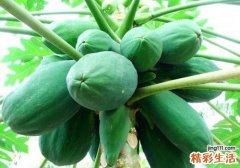 青木瓜怎么吃丰胸