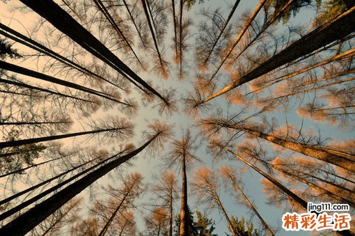 红血丝形成的原因_红血丝怎么消除