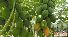 青木瓜哺乳期可以吃吗