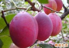 西梅的功效与作用