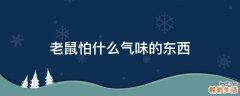 老鼠怕什么气味的东西