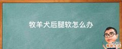 牧羊犬后腿软怎么办