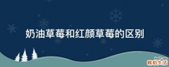 奶油草莓和红颜草莓的区别