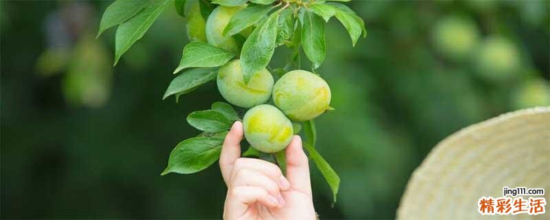 李子催熟的方法 李子吃多了会便秘吗