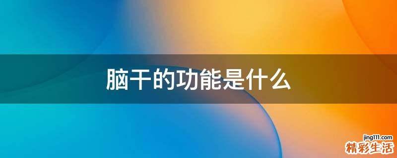 脑干的功能是什么