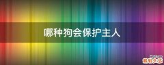 哪种狗会保护主人