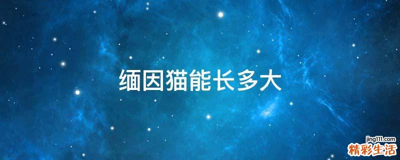缅因猫能长多大