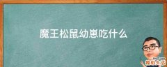 魔王松鼠幼崽吃什么