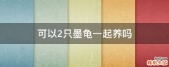 可以2只墨龟一起养吗