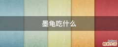 墨龟吃什么