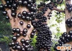 吃树葡萄的好处