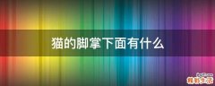 猫的脚掌下面有什么