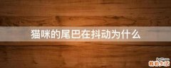 猫咪的尾巴在抖动为什么