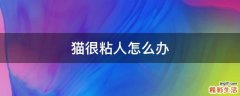 猫很粘人怎么办