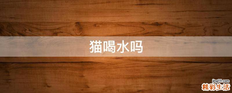 猫喝水吗