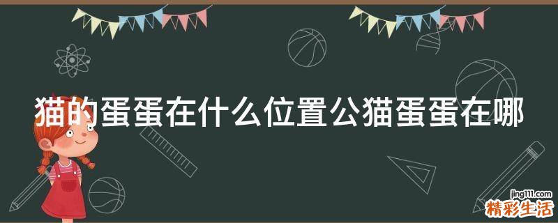 猫的蛋蛋在什么位置公猫蛋蛋在哪