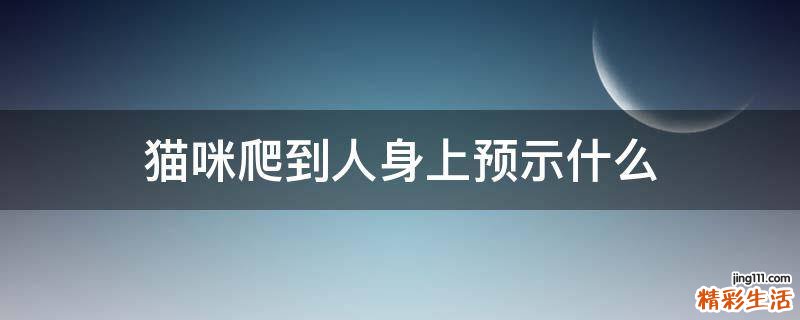 猫咪爬到人身上预示什么