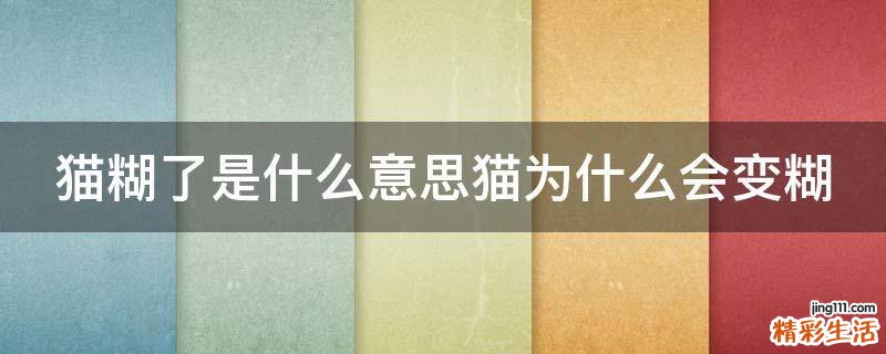 猫糊了是什么意思猫为什么会变糊