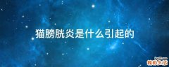 猫膀胱炎是什么引起的
