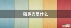 猫鼻支是什么