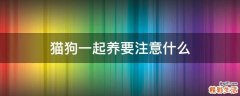 猫狗一起养要注意什么