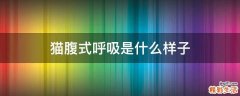 猫腹式呼吸是什么样子