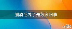 猫眉毛秃了是怎么回事
