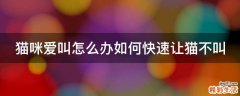 猫咪爱叫怎么办如何快速让猫不叫