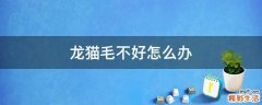 龙猫毛不好怎么办