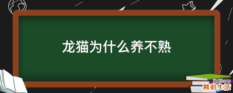 龙猫为什么养不熟